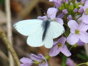 Pieris napi male.JPG