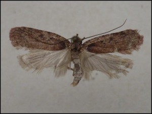 aaa 006.jpg