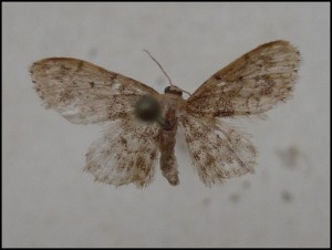 aaa 005.jpg