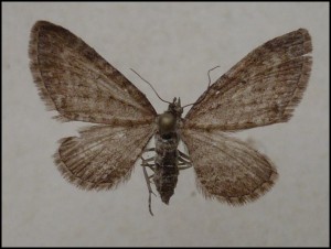 aaa 008.jpg