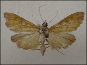 aaa 014.jpg