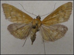 aaa 013.jpg