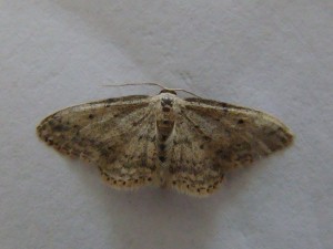 (Carvin).JPG