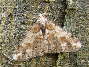 Agriopis leucophaearia-5 (Phal).JPG