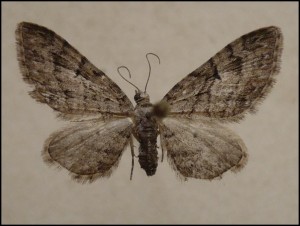 aaa 005.jpg