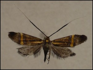 aaa 018.jpg