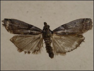 aaa 013.jpg