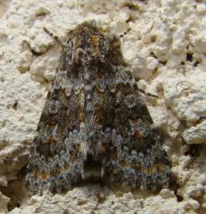 Noctuidae.JPG