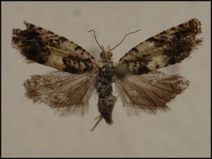 aaa 014.jpg
