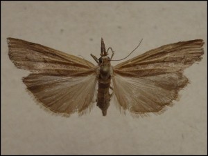 aaa 016.jpg