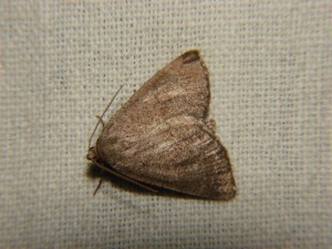DSC05833.JPG
