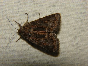 DSC05834.JPG