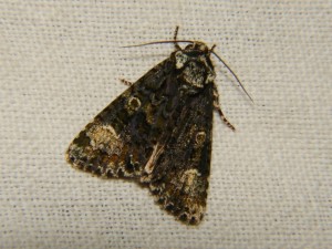 DSC05836.JPG