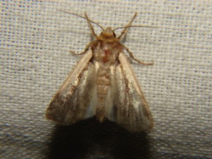 DSC05851.JPG