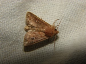 DSC05868 Aletia albipuncta.JPG