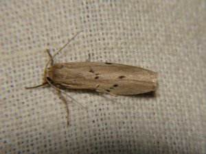 DSC05873 Pelosia muscerda.JPG