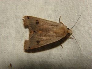 DSC05878 Noctua pronuba.JPG