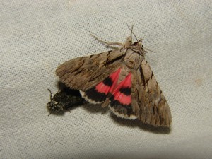 DSC05901 Catocala optata.JPG