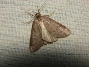 DSC05915.JPG