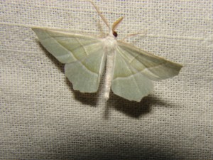 DSC05917.JPG