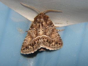 DSC05927 Thalpophila matura.JPG