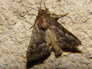 DSC05936.JPG