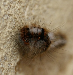 3214 chenille Lasiocampa quercus 2011.03.02 St Sorlin en Valloire (9p) tête.jpg