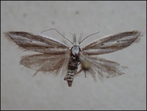 aaa 010.jpg