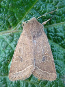 Orthosia cerasi (Lib).JPG