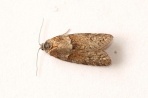 Copie de IMG_3599.jpg