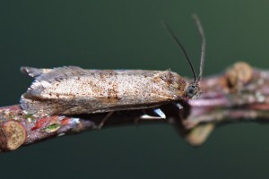 IMG_7233.jpg
