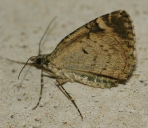 3745 Chloroclysta siterata 2011.03.10 (2p).jpg