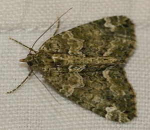 3745 Chloroclysta siterata 2011.03.10 (4p).jpg