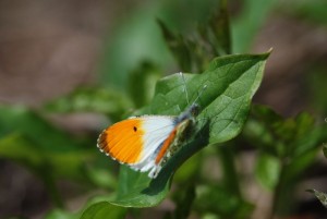 Anthocharis cardamines SD4.jpg